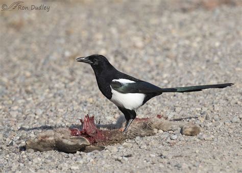 Black Billed Magpies In Flight Feathered Photography