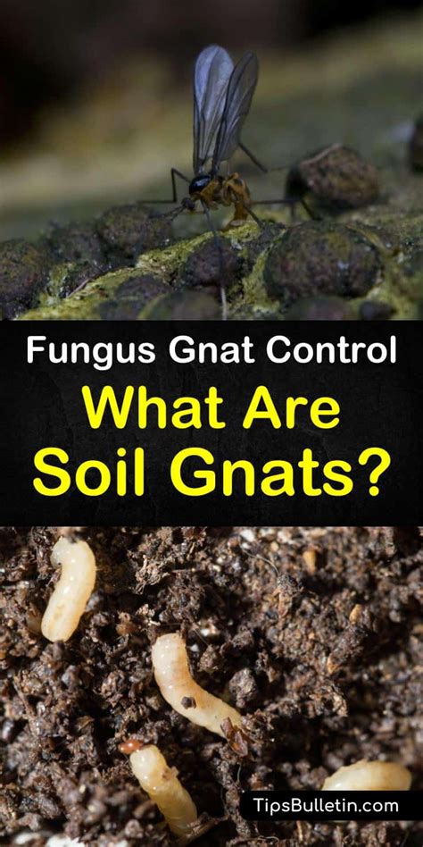 6 Clever Ways To Eliminate Gnats In The Soil