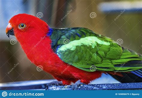 Red Blue Female Eclectus Parrot Close Stock Image Image Of Africa