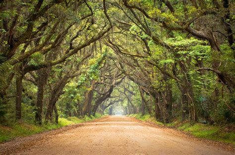 Botany Bay Spooky Dirt Road Creepy Oak Trees Royalty Free Stock