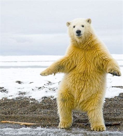 Dancing Polar Bear 5 Pics Amazing Creatures