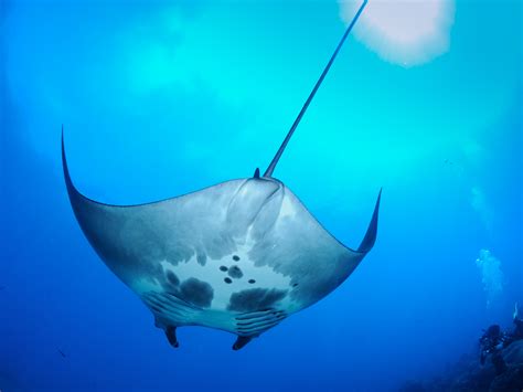 Nursery For Giant Manta Rays Discovered In Gulf Of Mexico Ncpr News