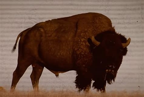 How To Clearly Tell Difference In Wy State Mammal Bison And Buffalo