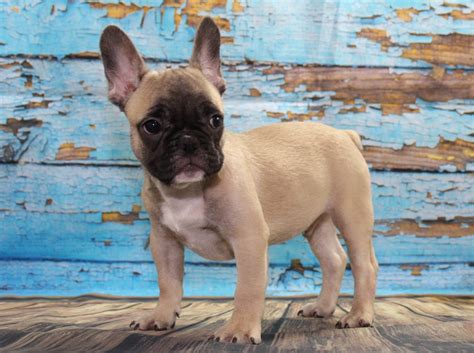 For sale is one of our beautiful pups that we had chose to keep, but. French Bulldog Puppies for sale English Bulld og Puppies ...