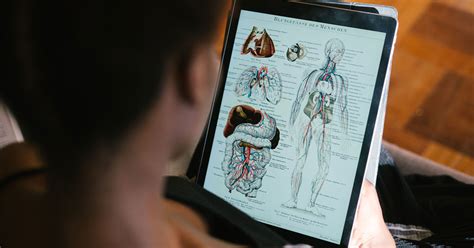 Itec Level 3 Diploma In Anatomy Physiology And Pathology