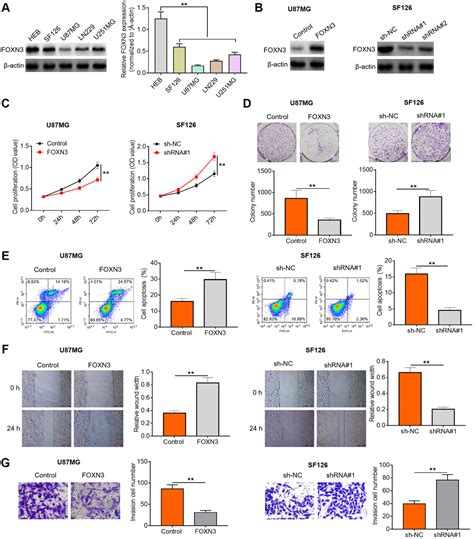 foxn3 inhibits cell proliferation and invasion via modulating the akt mdm2 p53 axis in human