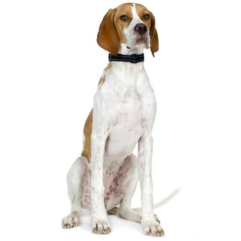 English Pointer Dog Breed Information Temperament And Health