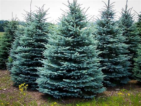 Blue Spruce Facts Distributionuses And Pictures