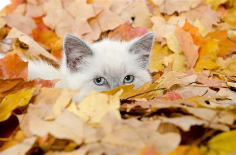 Cute Kitten Hiding In Leaves Stock Photo By ©eeitony 15783921