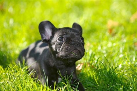 See the winning traits of micro mini royal frenchel bulldogs that set them apart from teacup french bulldogs. Top 5 Best Hypoallergenic Dog Shampoos in 2019 | DogStruggles