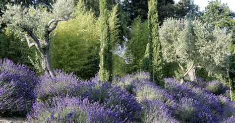 Ist dem olivenbaum im garten ein vollsonniger, warmer standort vergönnt, präsentiert er innerhalb von 7 bis 8 jahren nach der pflanzung seine ersten blüten. Mediterrane Pflanzen perfekt imitiert - Mein schöner Garten