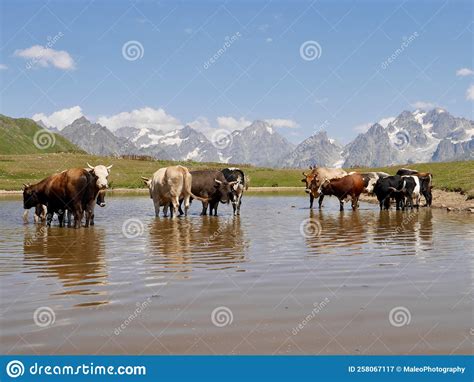 Cows In The Koruldi Lake Beautiful View Of Great Caucasus Mountains
