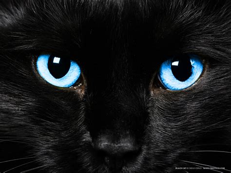 Black Cat With Pale Blue Eyes Clan Cats