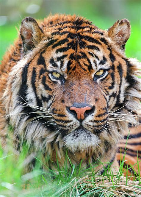 Male Sumatran Tiger Photograph By Picture By Tambako The Jaguar Fine