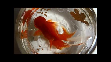 Goldfish And Bowls Youtube