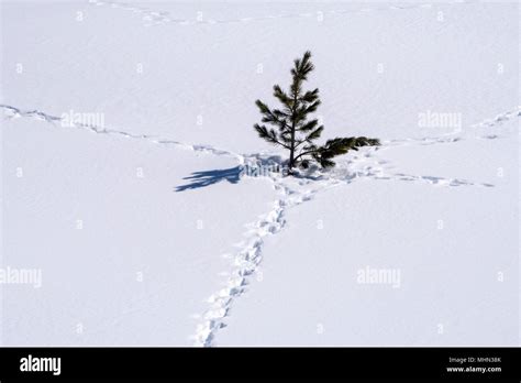 Animals Trails Tracks On Snow Stock Photo Alamy
