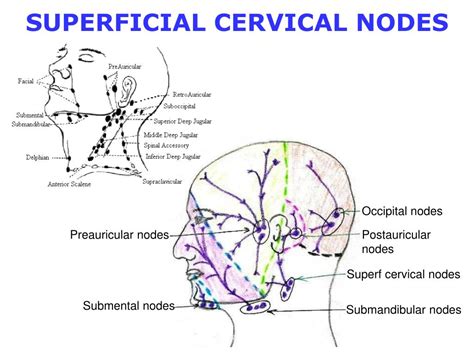 Cervical Lymph Nodes Location