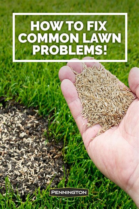 How To Fix The Most Common Lawn Problems Lawn Problems Lawn And