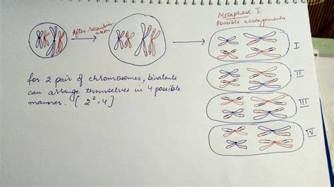 [solved] Chromosomal Pair Possible In Metaphase I 9to5science