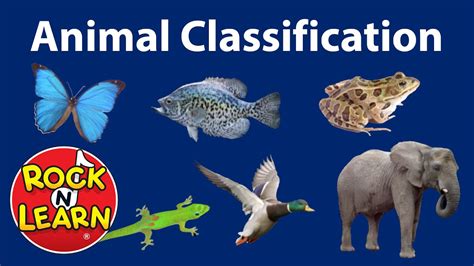 Animal Classification For Kids Lovekidasia