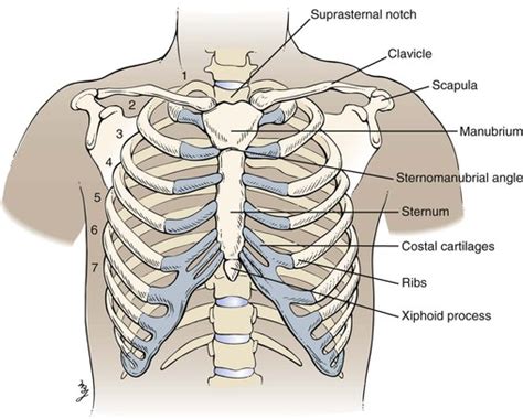 Anatomical Regions Of The Chest