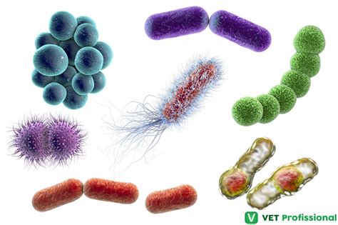 Morfologia Bacteriana Você Sabe Classificar As Bactérias
