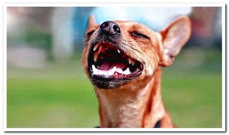 Pharyngitis In Dogs Symptoms And Treatment Dogsis