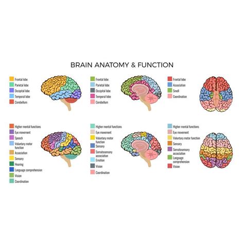 Brain Anatomy And Function Human Brain Anatomy Occipital Lobe