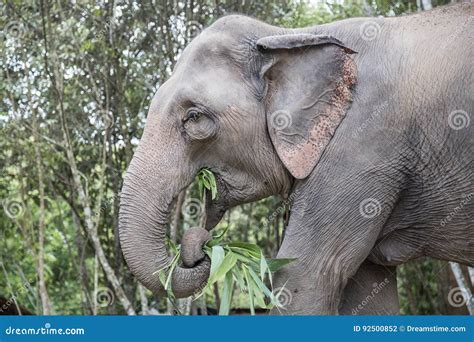 Elephant Feeding In The Jungle Stock Photo Image Of Mammal Animal