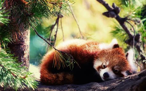 Red Panda Wallpaper Hd 65 Images