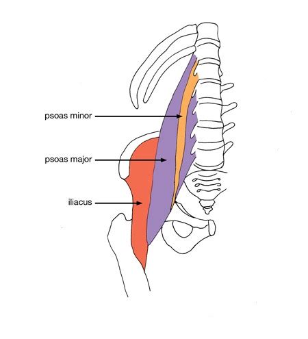 Stretching Strengthening For The Psoas Muscle Enhance Physiotherapy