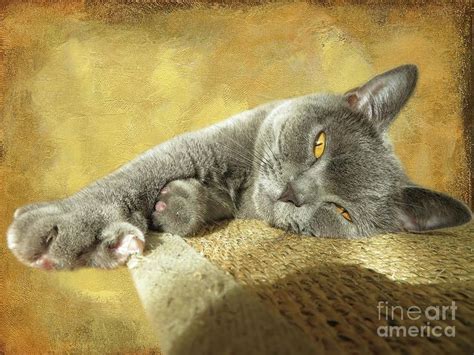 Chartreux Cat Photograph My Spot In The Sunshine By Elisabeth Lucas