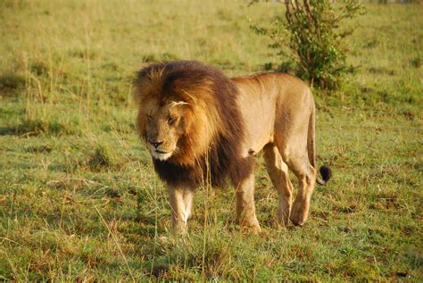 Male Lion Masai Mara Nr Zoochat