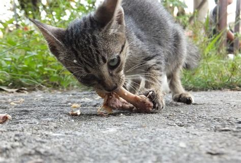 Cats can be addicted to tuna, whether it's packed for cats or for humans. Can Your Cat Eat Chicken Bones? The Answer Will Make You ...