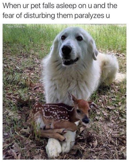 Fresh Off The Grill Doggo Memes 23 Memes Funny Animals Funny