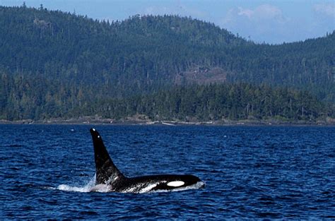 Southern Resident Orcas Inbreeding May Devastate The Population