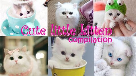 Cute Little Kitten 😻 Funniest Cute Kittens 💖 Videos
