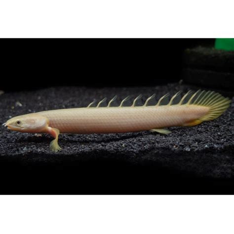 Polypterus Senegalus Hollywood Fish Farm Online