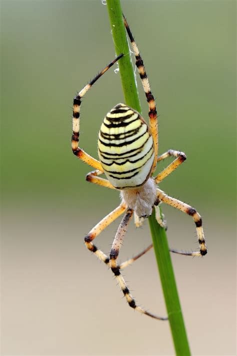 Argiope Bruennichi Spider Animals Arachnids