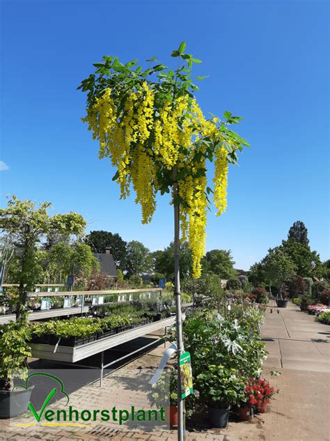 Laburnum × Watereri Vossii Goudenregen Venhorstplant