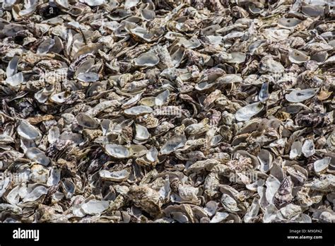 Oysters Shells At Fish Market Stock Photo Alamy