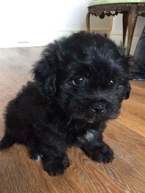 Pom shih puppies are a hybrid cross between a pomeranian and a shih tzu. 8 week old puppy 😍 Shih tzu - Poodle, Pomeranian cross | in Hove, East Sussex | Gumtree