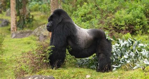 What Does A Silverback Do Gorilla Trekking Safaris Tours Gorilla Tours