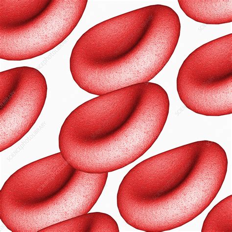 Red Blood Cells Stock Image P2420446 Science Photo Library