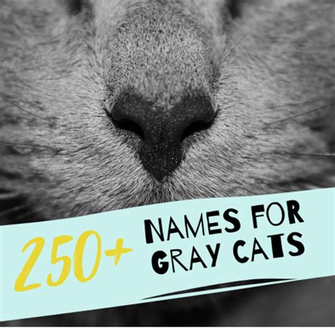 250 Best Gray Cat Names Pethelpful