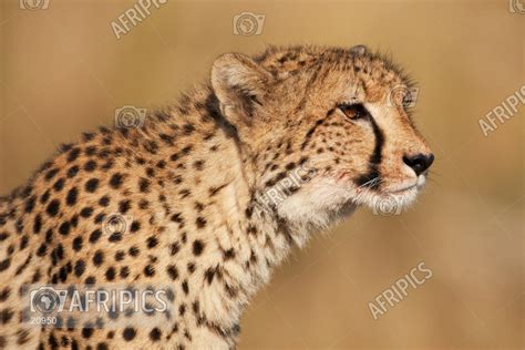 Afripics Cheetah Side View Portrait