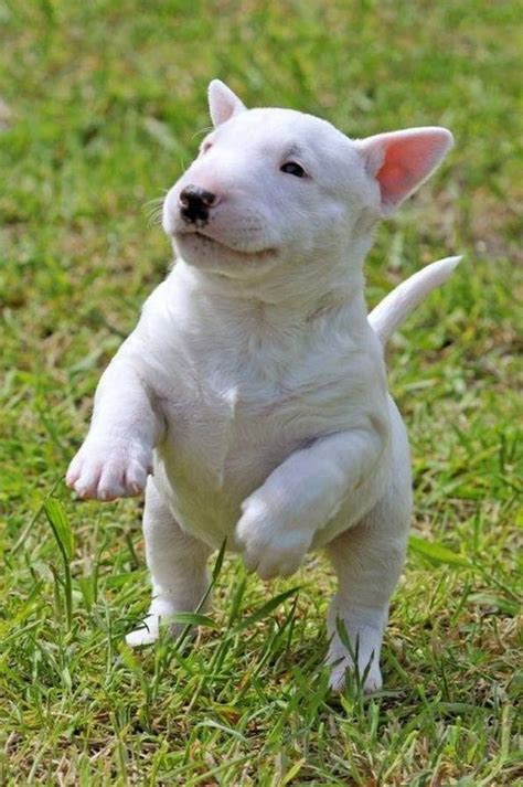 Pin By Lauri Standley On Pretty Precious Pits Bull Terrier Puppy