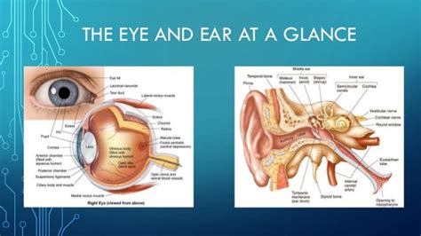 Eye And Ear At A Glance
