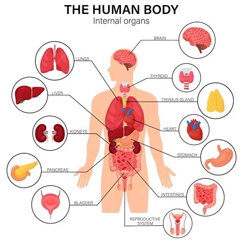 cartel infográfico plano del diagrama de los órganos internos del cuerpo humano con la ubicación