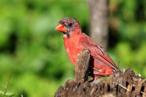 Molting Northern Cardinal Back Yard Capture Marthasville M Flickr